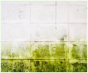 Hialeah Restoration Expert Hialeah, FL 786-377-6270 - mold-side