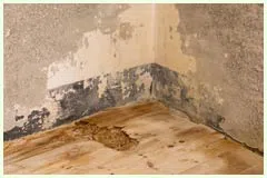 Hialeah Restoration Expert Hialeah, FL 786-377-6270