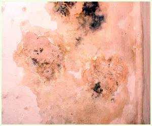 Hialeah Restoration Expert Hialeah, FL 786-377-6270