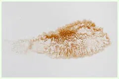 Hialeah Restoration Expert Hialeah, FL 786-377-6270